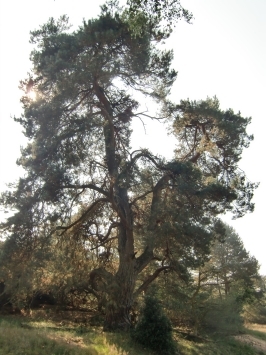 Schermbeck : Impressionen aus dem Naturschutzgebiet Loosenberge